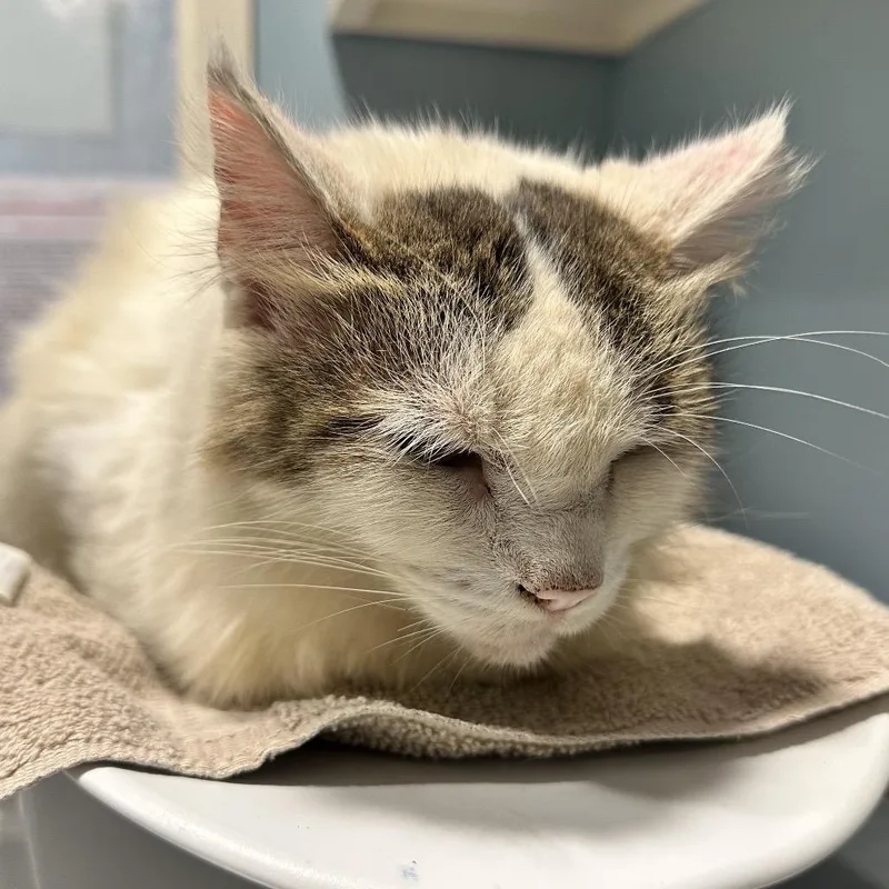 An adult large-sized male Domestic Short Hair cat named Maverick for adoption in Chattanooga, TN