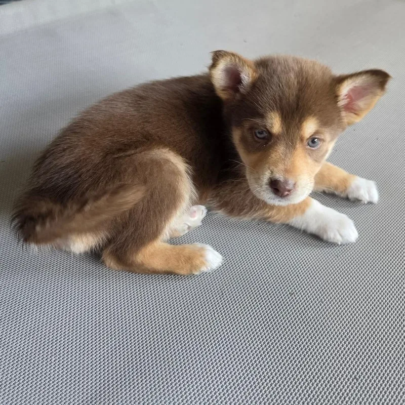 A baby medium-sized female Brown / Chocolate Mixed Breed dog named Millie for adoption in Centralia, WA