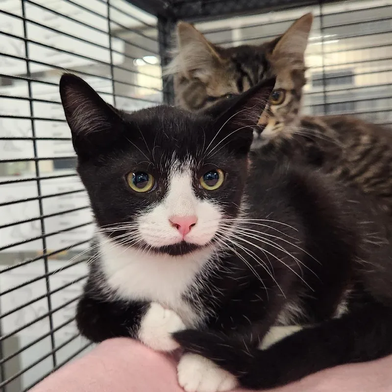 A baby small-sized female Black Domestic Short Hair cat named Melon for adoption in Grand Rapids, MI