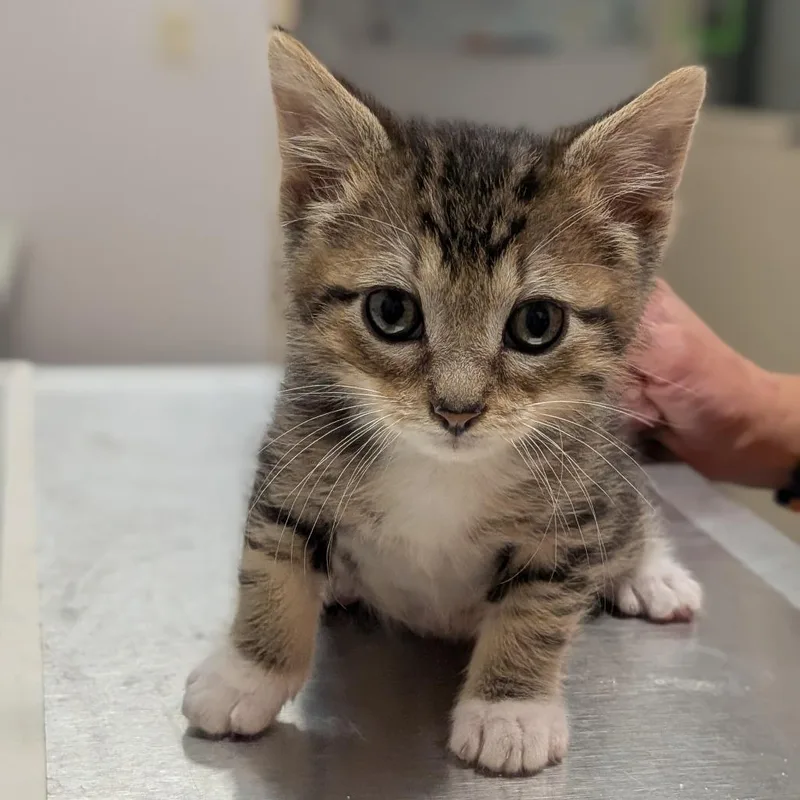 A baby small-sized male Brown / Chocolate Domestic Short Hair cat named Bowie for adoption in Prairie du Chien, WI
