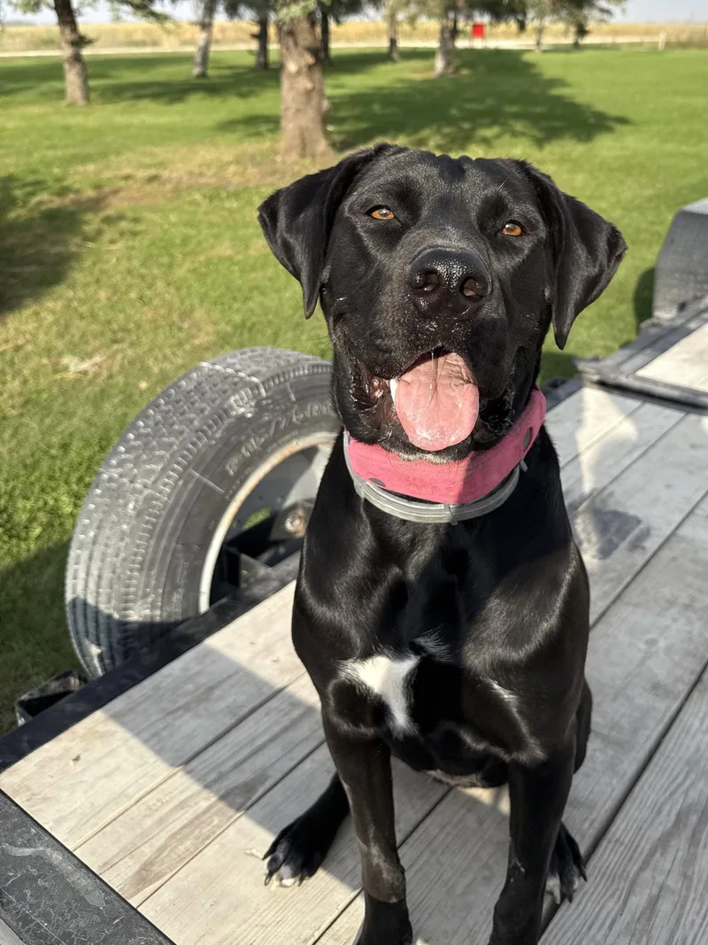 An adult large-sized female Mastiff dog named Tula for adoption in Austin, MN