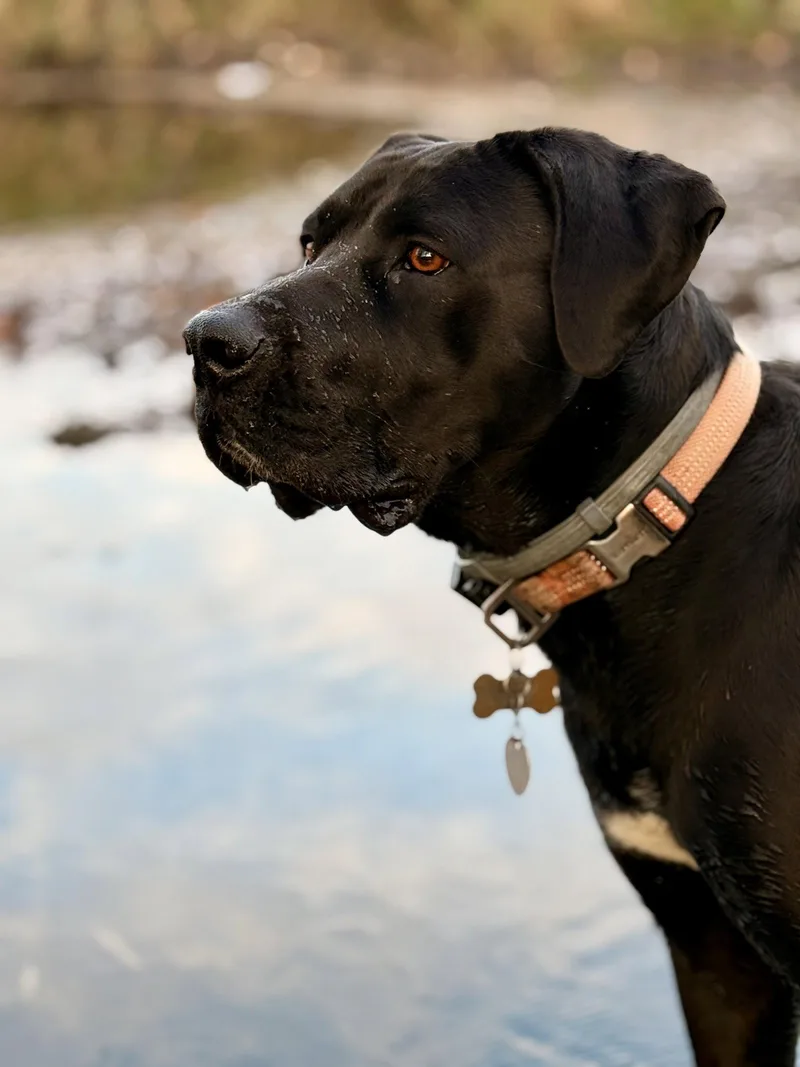 Tula thumbnail 3