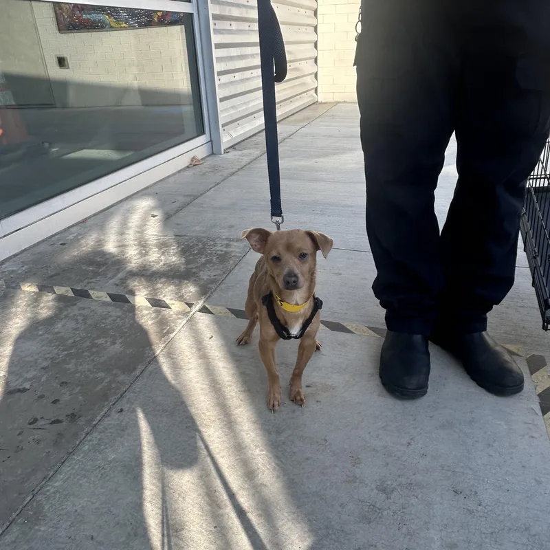 A young small-sized male Chihuahua dog named Mario for adoption in Los Angeles, CA