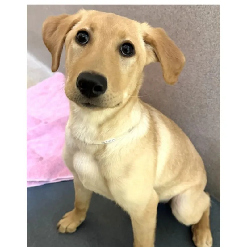 A baby medium-sized female Yellow / Tan / Blond / Fawn Labrador Retriever dog named Brandy for adoption in Columbia, MD