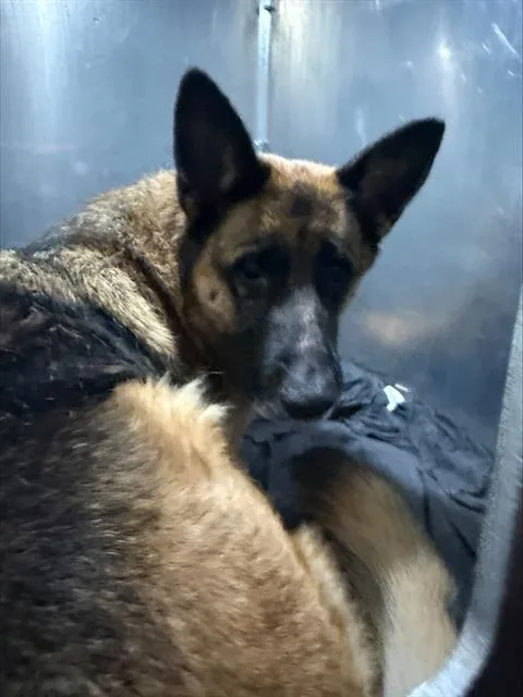 An adult large-sized female German Shepherd Dog dog named Mabel for adoption in San Antonio, TX