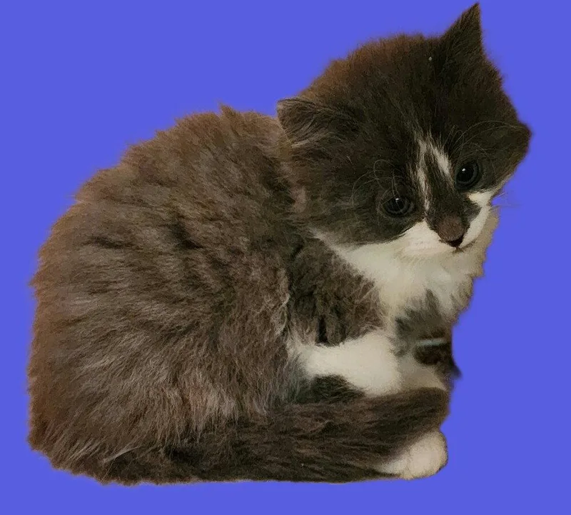 A baby medium-sized male Gray & White Domestic Medium Hair cat named Meatloaf for adoption in Candler, NC