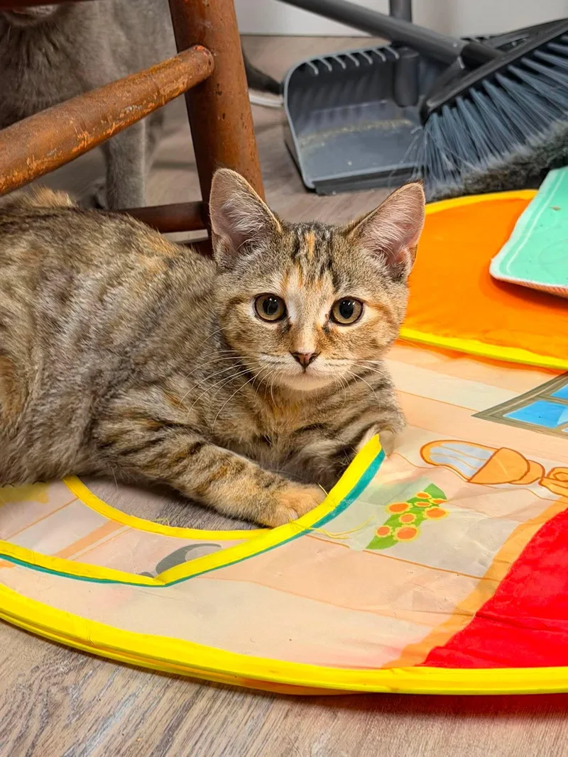 A young medium-sized female Torbie cat named Taylor for adoption in Fulton, NY