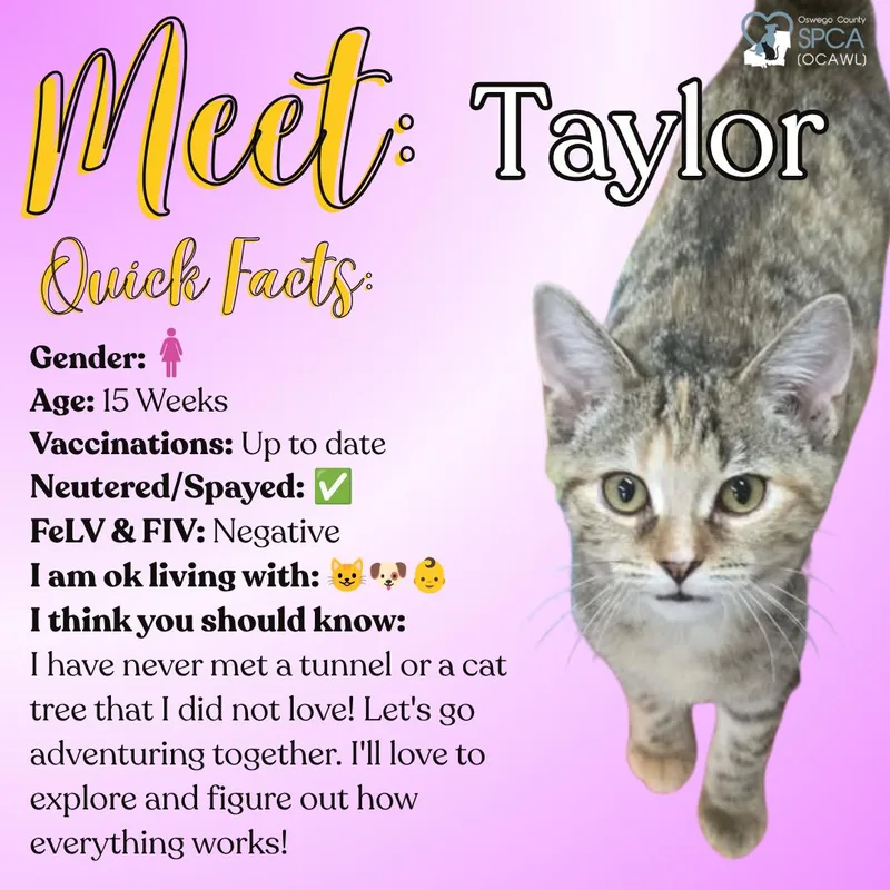 Taylor thumbnail 3