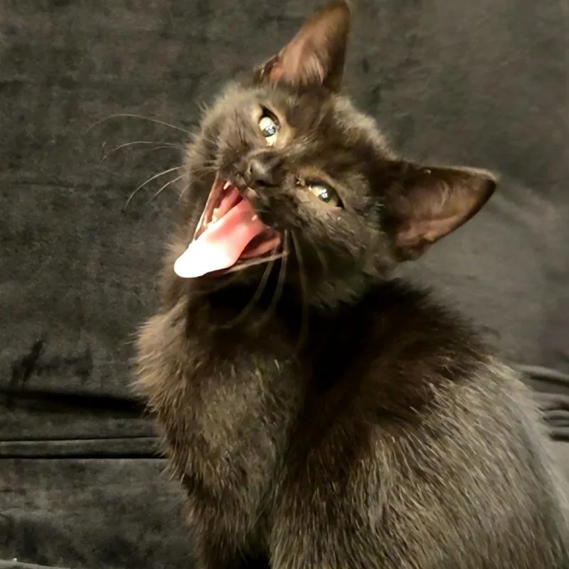 A young small-sized female Domestic Short Hair cat named Mazikeen for adoption in Commerce City, CO