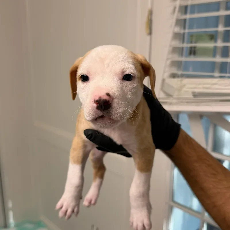 A baby medium-sized male American Staffordshire Terrier dog named Hunt for adoption in Houston, TX