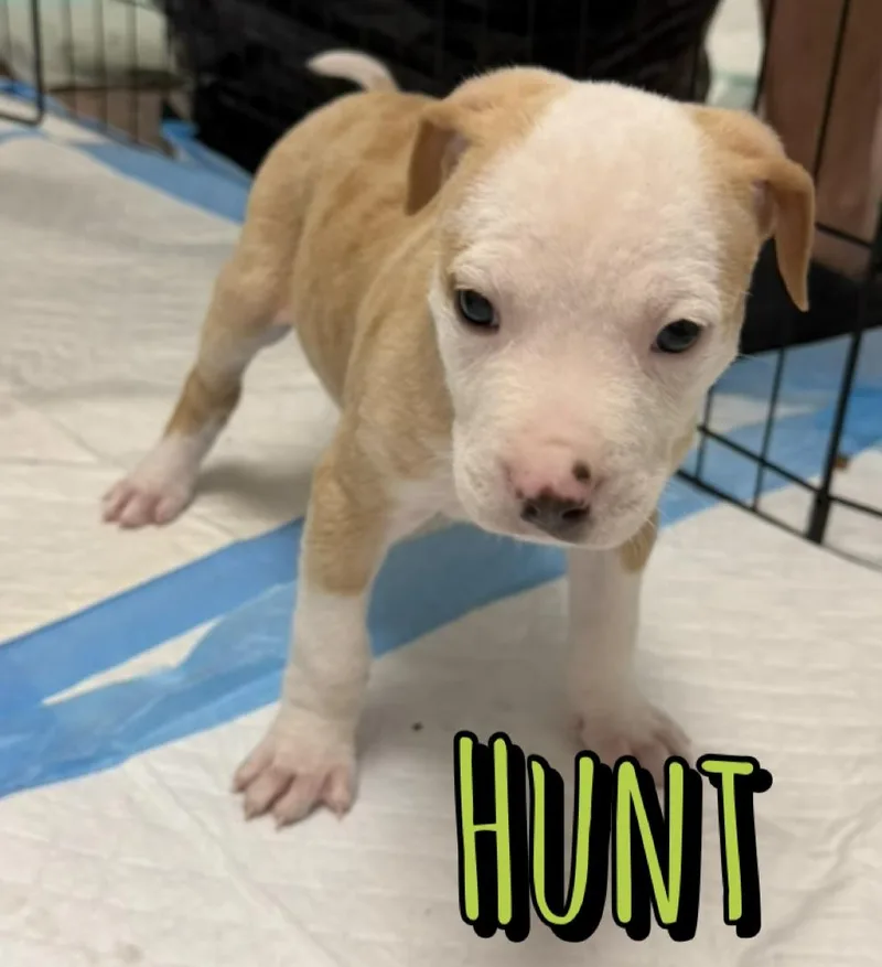 Hunt thumbnail 3
