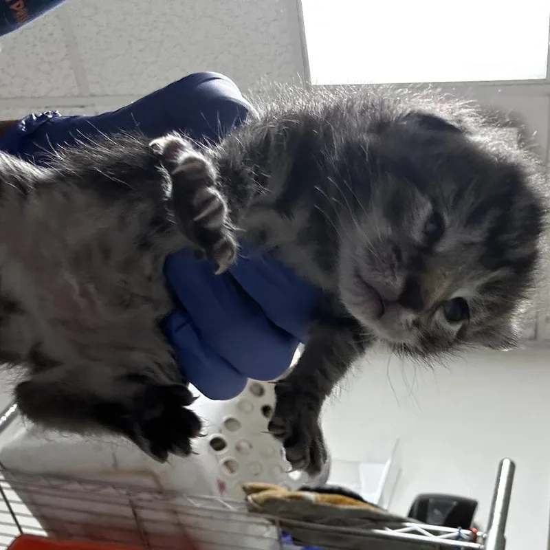 A baby small-sized female Gray / Blue / Silver Domestic Short Hair cat named Cinco for adoption in Philadelphia, PA