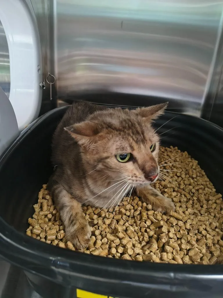 A young medium-sized female Domestic Short Hair cat named Elara for adoption in Maryville, TN