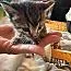 A baby small-sized male Gray / Blue / Silver Tabby cat named Rufus for adoption in Tehachapi, CA