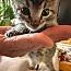 Rufus thumbnail 2