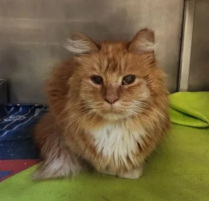 An adult large-sized male Domestic Long Hair cat named Sir Kittikiss for adoption in Baraboo, WI