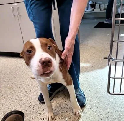 A young medium-sized male Mixed Breed dog named Jimmy for adoption in Memphis, TN