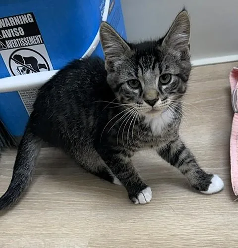 A baby small-sized male Tabby (Brown / Chocolate) Domestic Short Hair cat named Saul for adoption in Medina, OH