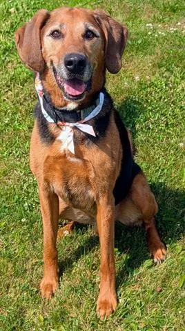 An adult large-sized male Black and Tan Coonhound dog named Elvis for adoption in Akron, OH