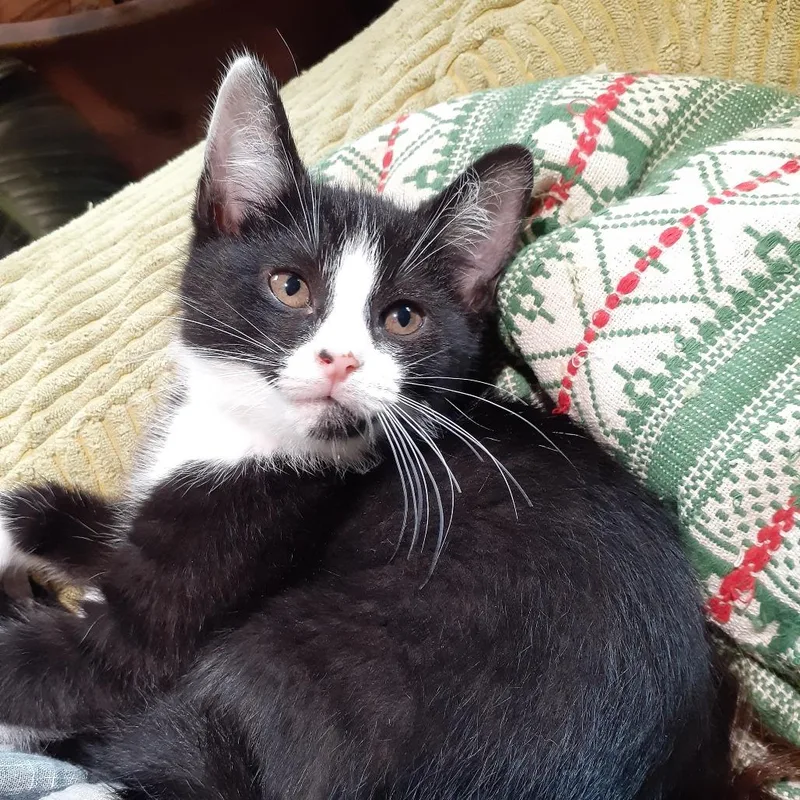 A baby small-sized male Black Domestic Short Hair cat named Tyler for adoption in Pittsburgh, PA