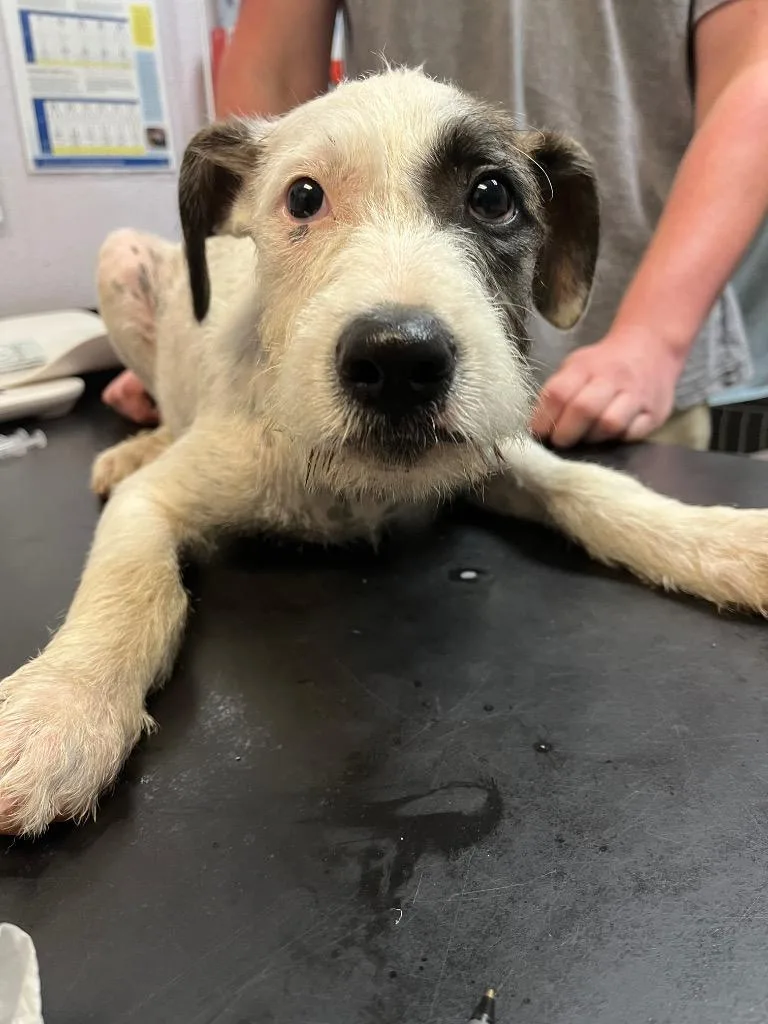 A baby medium-sized male Terrier dog named Muffin for adoption in New Braunfels, TX