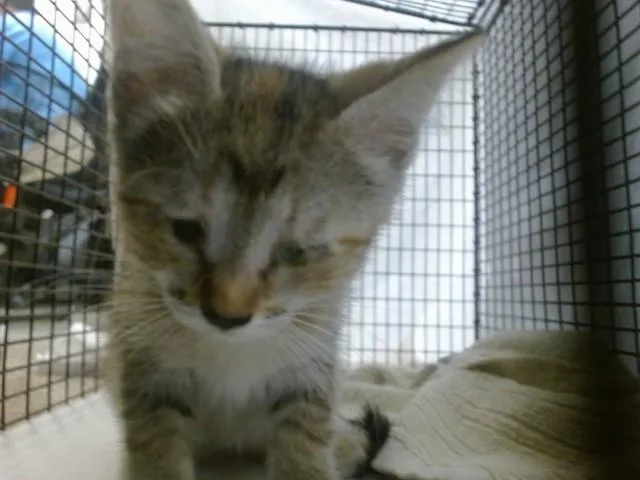 A baby small-sized female Domestic Short Hair cat named Betty for adoption in Miami, FL