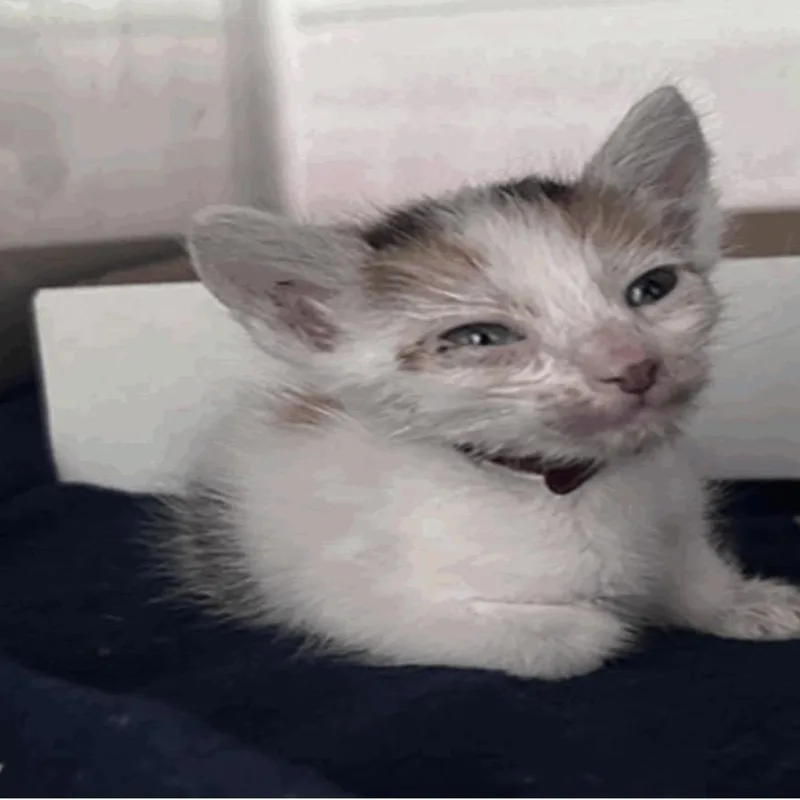 A baby small-sized female Domestic Medium Hair cat named Darla for adoption in Pasadena , MD