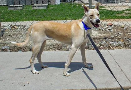 A baby medium-sized female Mixed Breed dog named Pearl FKA Trinity for adoption in West Chester, PA