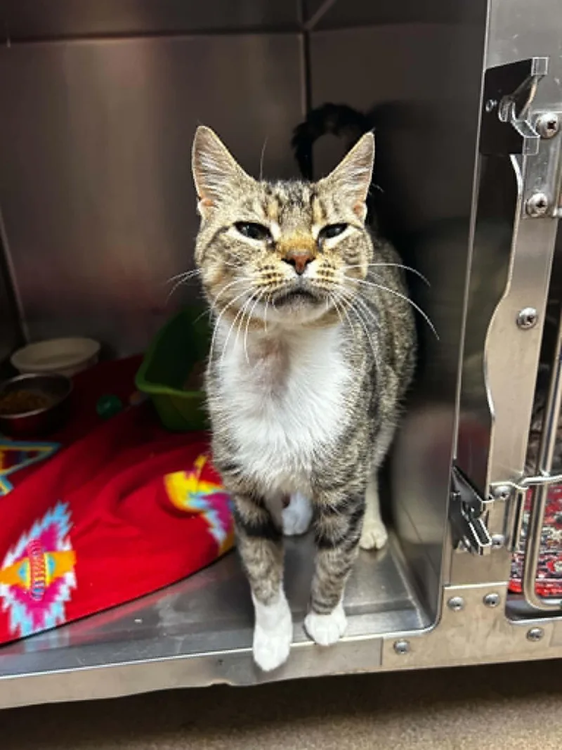 An adult medium-sized female Tabby (Tiger Striped) Domestic Short Hair cat named Antoinnette for adoption in Chambersburg, PA