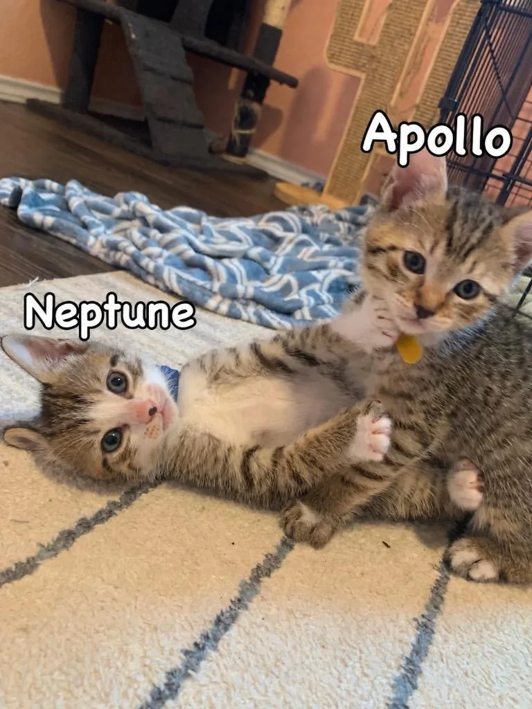 Apollo thumbnail 6