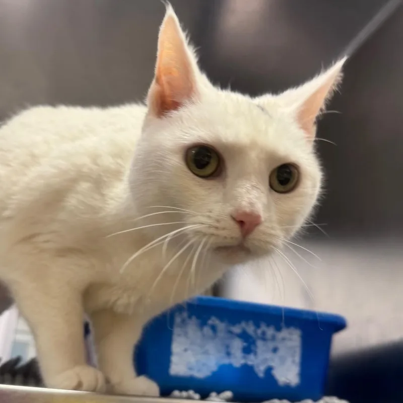 A senior medium-sized female White Domestic Short Hair cat named Meeka for adoption in York, PA