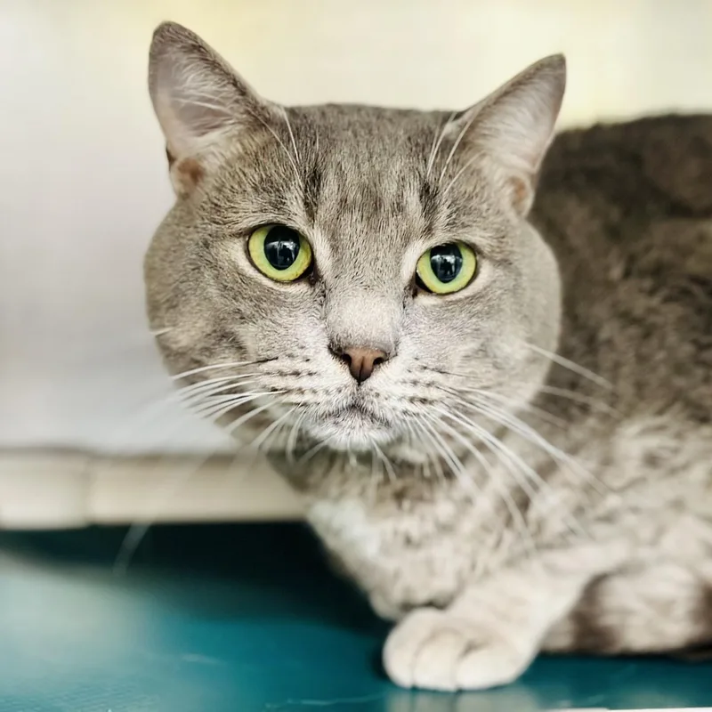 An adult medium-sized male Tabby (Gray / Blue / Silver) Domestic Short Hair cat named Scratch for adoption in Jackson, NJ