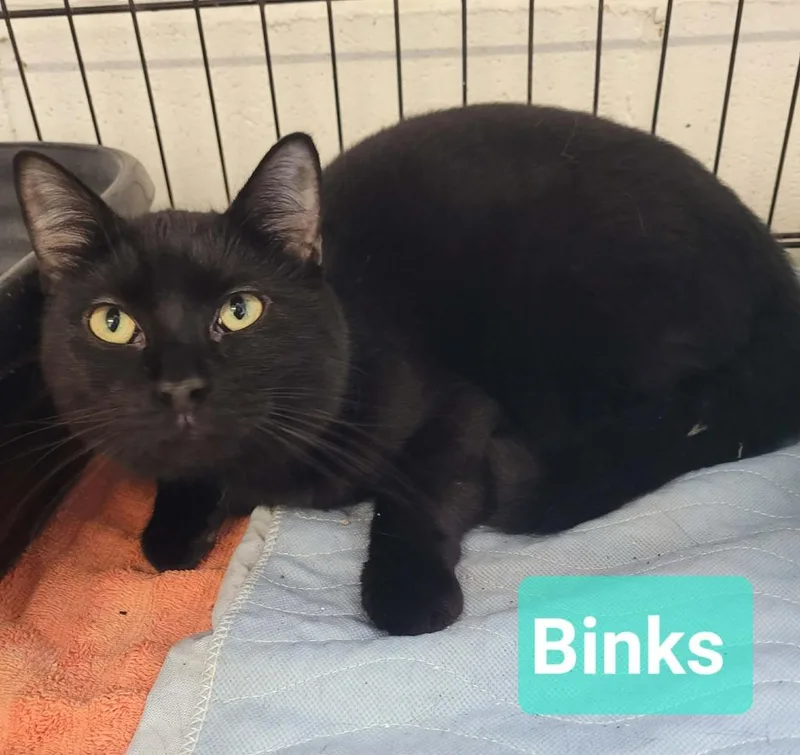 Binks