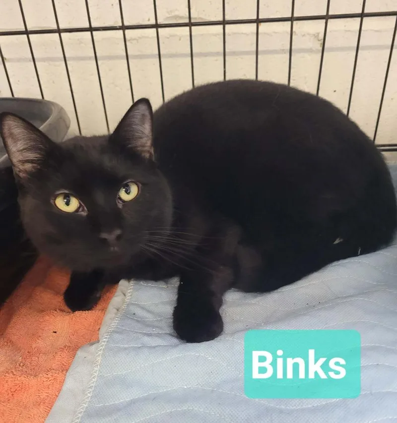 Binks thumbnail 3