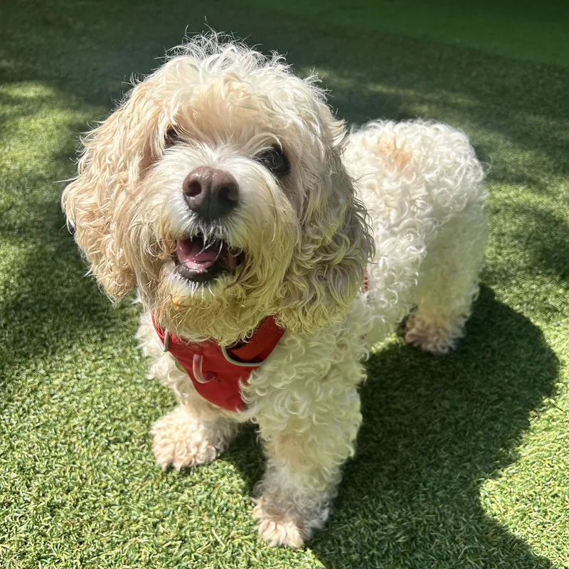 A senior medium-sized female Poodle dog named Bella for adoption in Huntington, NY