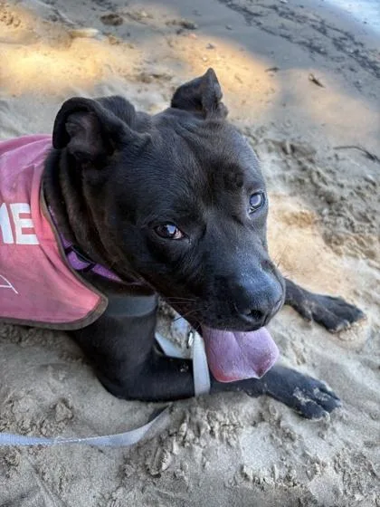 An adult medium-sized female Mixed Breed dog named Molly for adoption in West Chester, PA