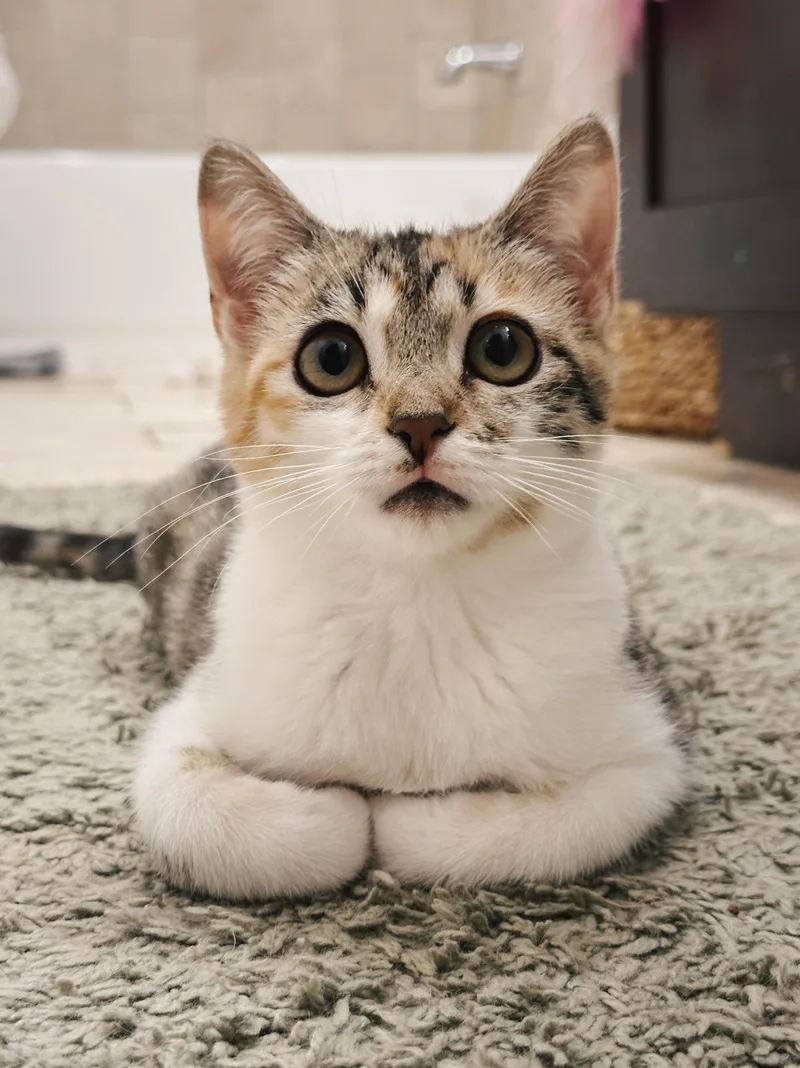 A young medium-sized female Calico cat named Cholula for adoption in Avondale Estates, GA