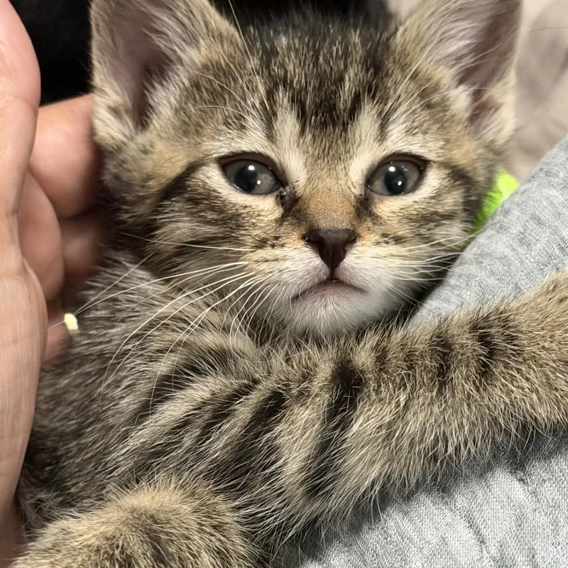 A baby small-sized female Brown / Chocolate American Shorthair cat named Amber for adoption in Oceanside, NY