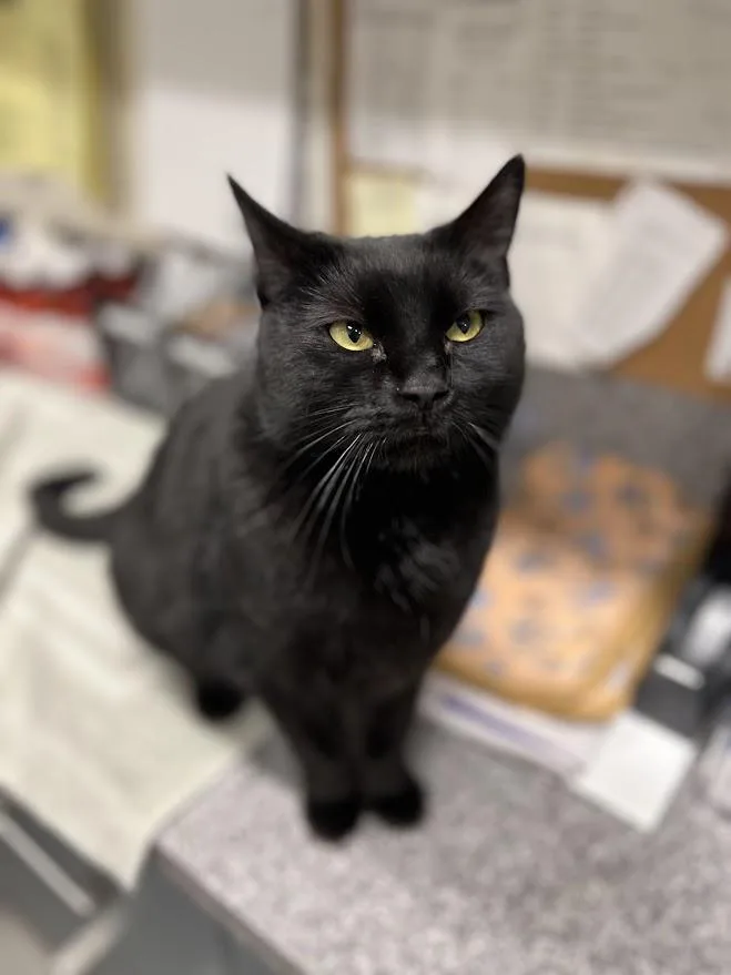 An adult medium-sized female Black Domestic Short Hair cat named Phoebe for adoption in New Rochelle, NY