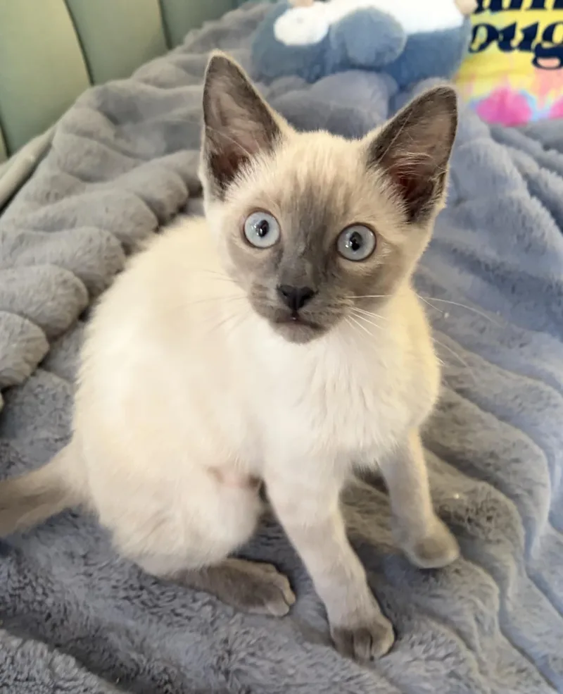 A baby medium-sized female Siamese cat named Blossom for adoption in Davis, CA