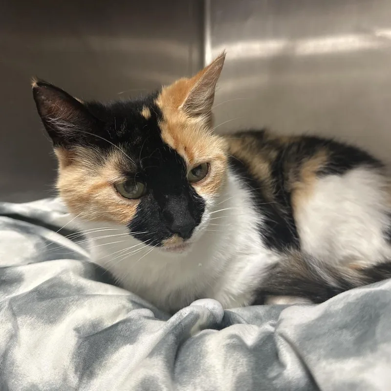 A senior medium-sized female Orange / Red Domestic Short Hair cat named Nellie for adoption in Titusville, FL