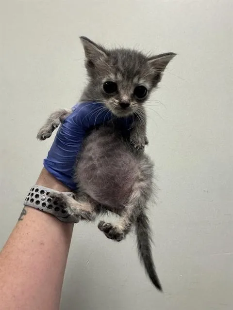 A baby small-sized female Domestic Short Hair cat named Cutie for adoption in Miami, FL