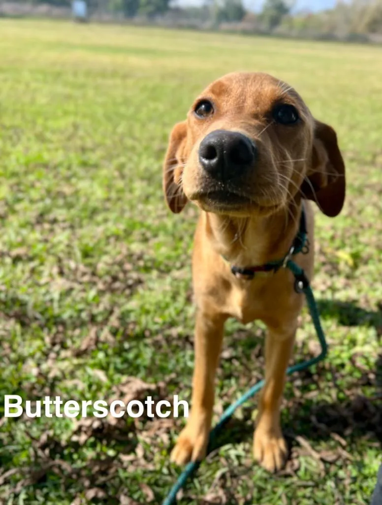 Butterscotch thumbnail 2