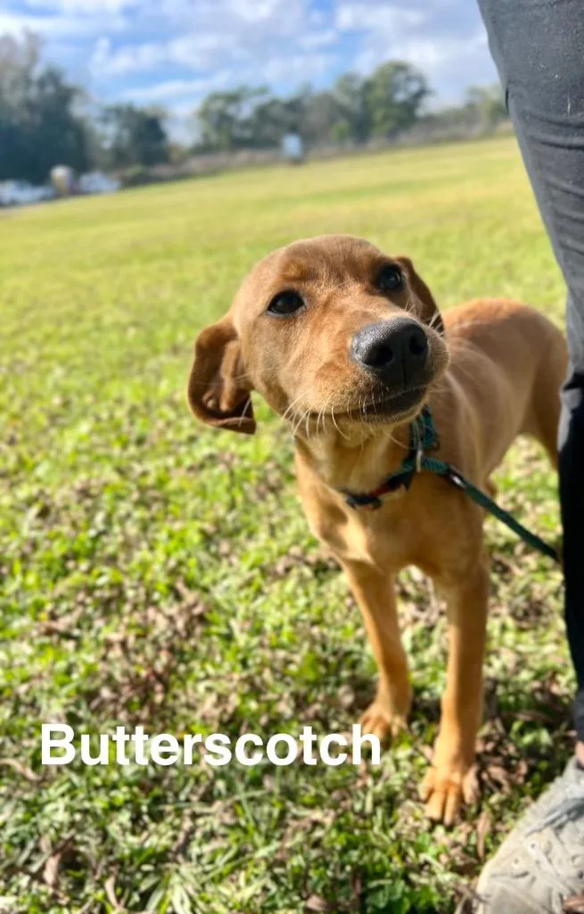 Butterscotch thumbnail 3