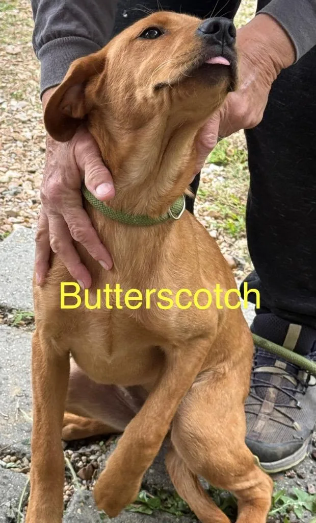 Butterscotch thumbnail 5