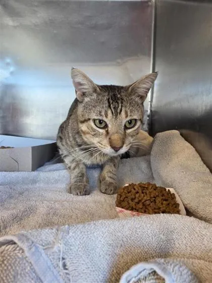 An adult medium-sized male Brown / Chocolate Domestic Short Hair cat named Drake for adoption in El Paso, TX
