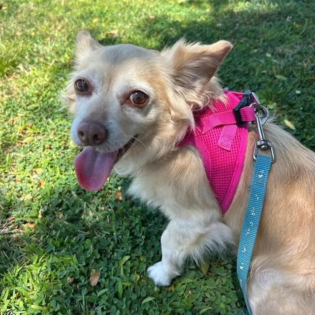 An adult small-sized female Chihuahua dog named Praline for adoption in Alameda, CA