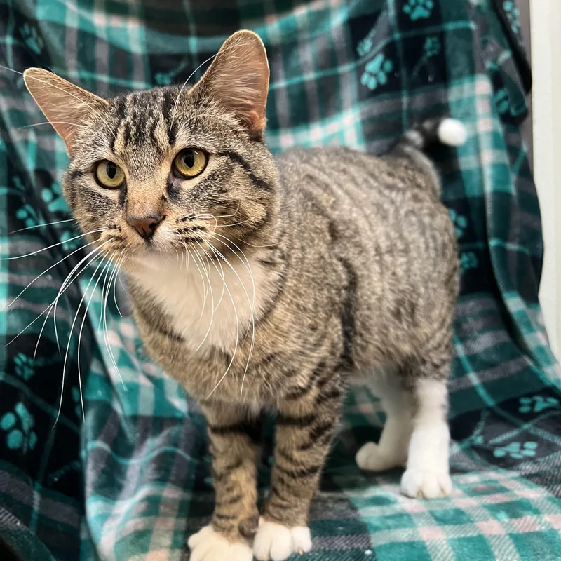 Chestnut thumbnail 2