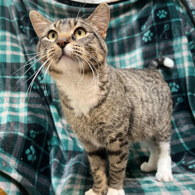 Chestnut thumbnail 3