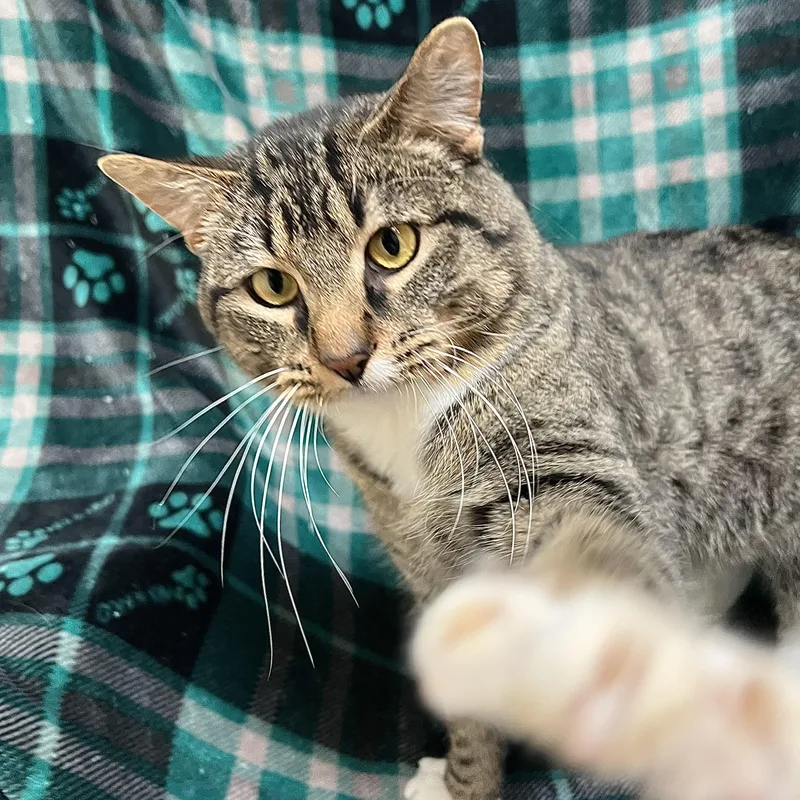 Chestnut thumbnail 5